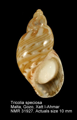 Tricolia speciosa (2).jpg - Tricolia speciosa(Mühlfeld,1824)